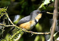 Apalis du Ruwenzori