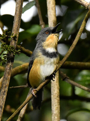 Apalis du Ruwenzori