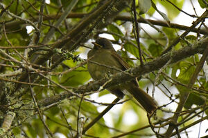 Bulbul à tête sombre