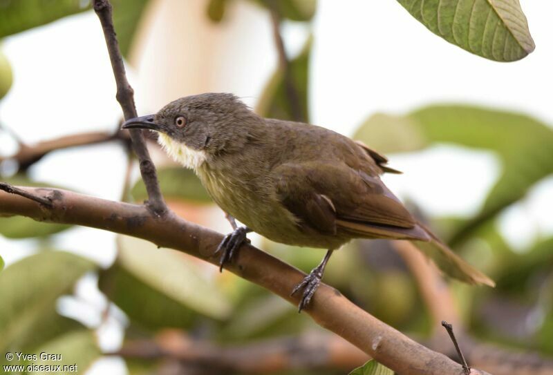 Pale-throated Greenbul