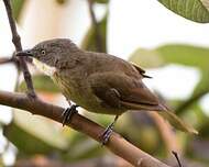 Bulbul d'Angola