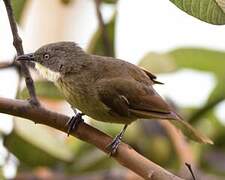 Pale-throated Greenbul