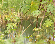 Pale-throated Greenbul