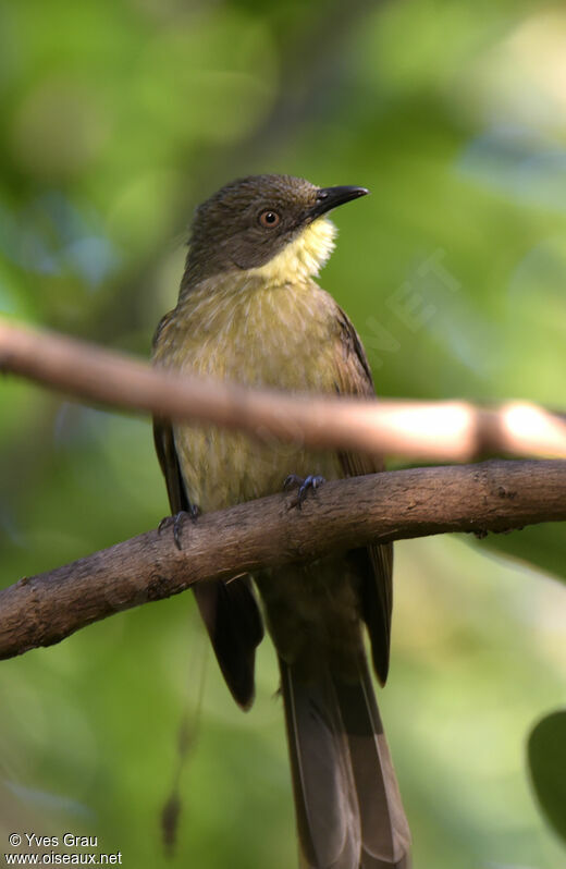 Bulbul d'Angola