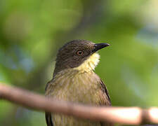 Pale-throated Greenbul