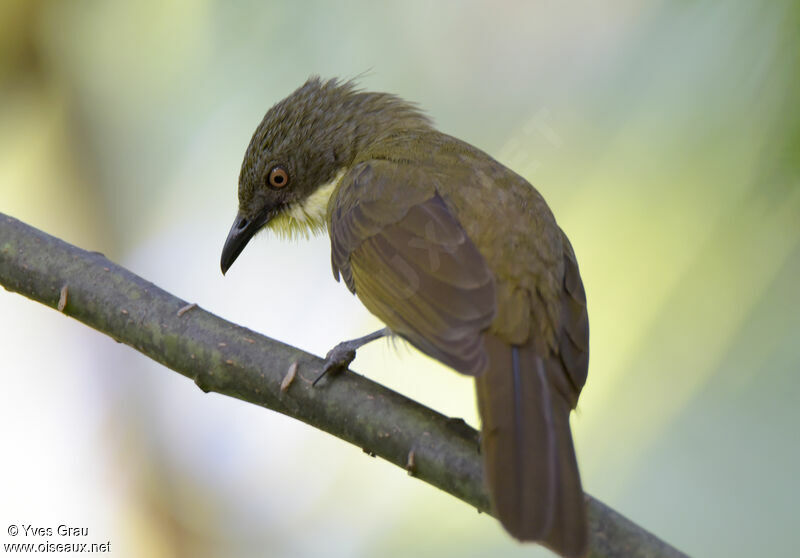 Pale-throated Greenbul