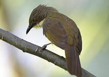 Bulbul d'Angola