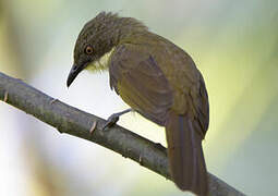 Pale-throated Greenbul