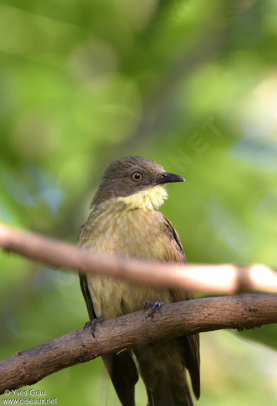 Pale-throated Greenbul