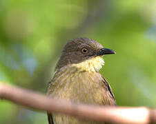 Pale-throated Greenbul