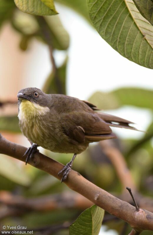 Pale-throated Greenbul