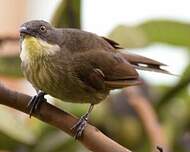 Bulbul d'Angola