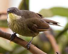 Pale-throated Greenbul