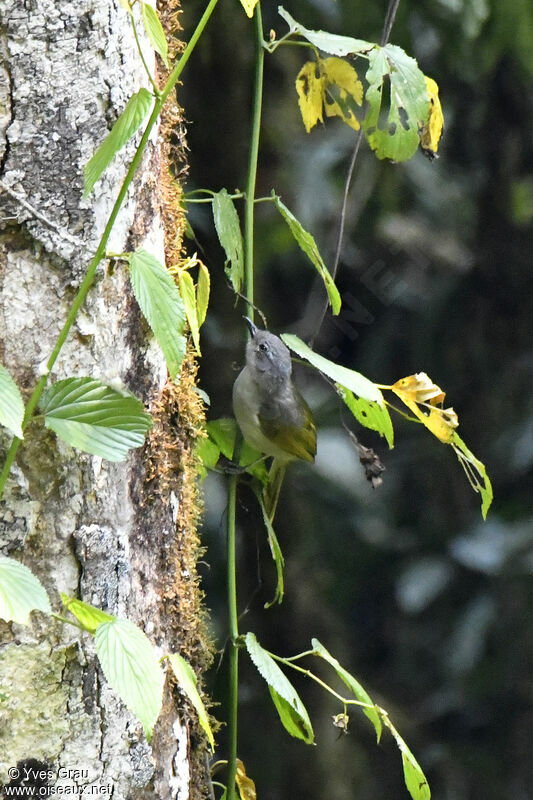 Shelley's Greenbul