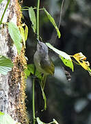 Shelley's Greenbul