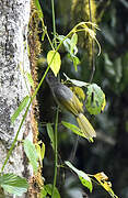 Shelley's Greenbul