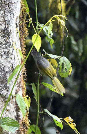 Bulbul des Masuku