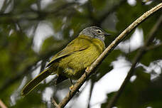 Bulbul kikuyu