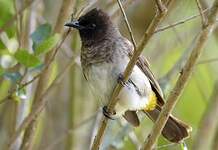 Bulbul tricolore