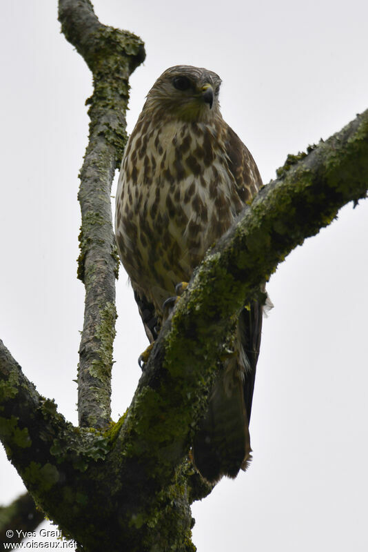 Mountain Buzzard