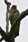 Mountain Buzzard