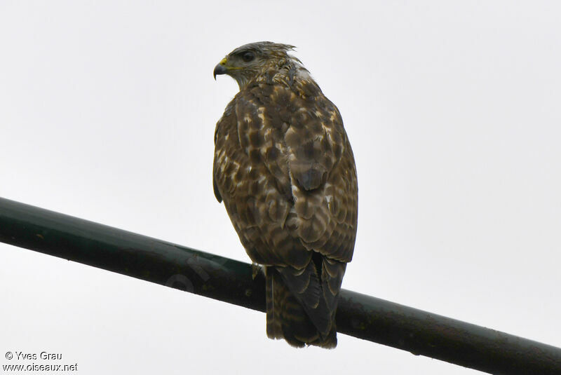 Mountain Buzzard