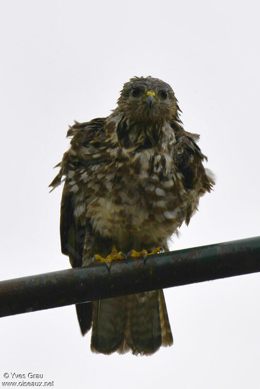 Mountain Buzzard