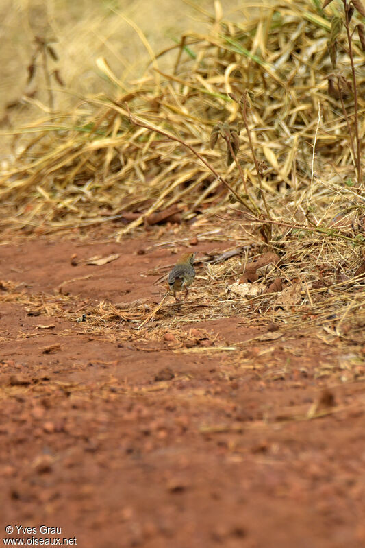 Long-tailed Cisticola