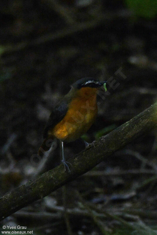 Grey-winged Robin-Chat