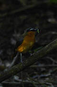 Grey-winged Robin-Chat