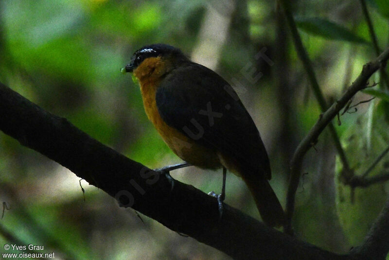 Grey-winged Robin-Chat