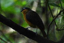 Grey-winged Robin-Chat