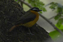 Grey-winged Robin-Chat