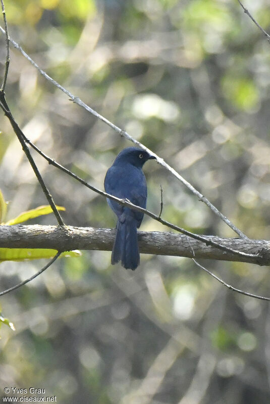 Yellow-eyed Black Flycatcher