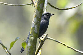 Gobemouche de Berlioz