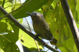 Grauer's Warbler