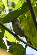 Grauer's Warbler