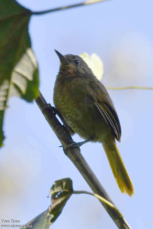 Grauer's Warbler