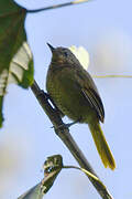 Grauer's Warbler