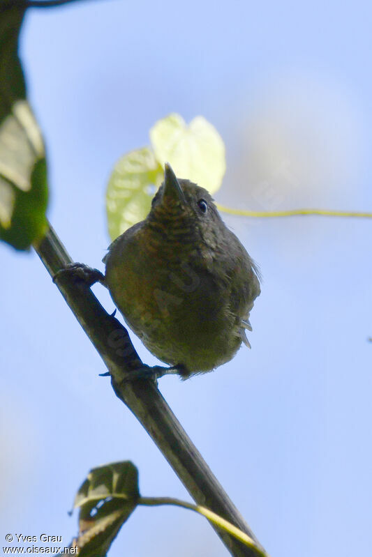 Grauer's Warbler