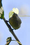 Grauer's Warbler