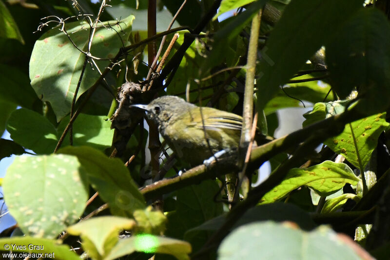 Grauer's Warbler