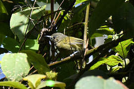 Grauer's Warbler