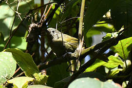 Grauer's Warbler