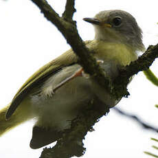 Apalis à gorge jaune