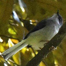 Apalis de Moreau