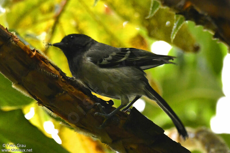 Stripe-breasted Tit