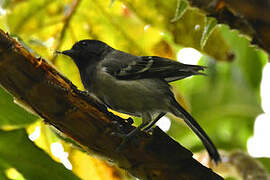 Stripe-breasted Tit