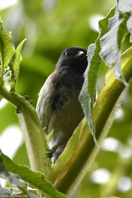 Stripe-breasted Tit