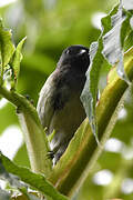 Stripe-breasted Tit